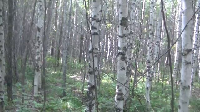 Груздевой урожай не перестаёт удивлять. смотреть онлайн