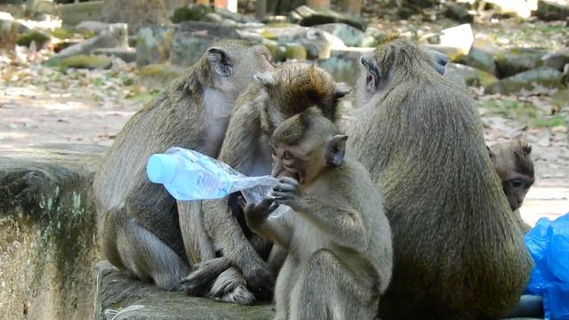 Baby Monkey Kari Bite By Amari - SP BBlover - She Love Lori Too