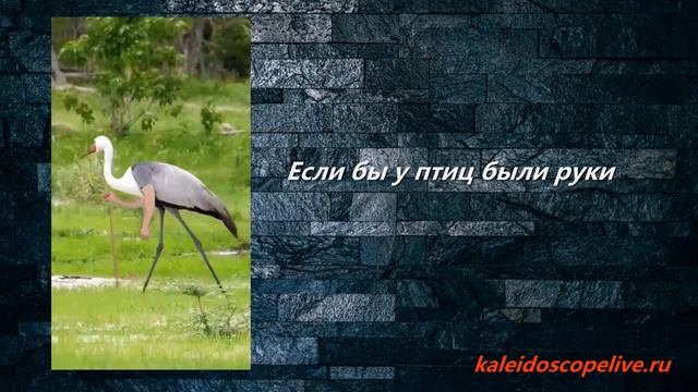 Если бы у птиц были руки смотреть онлайн