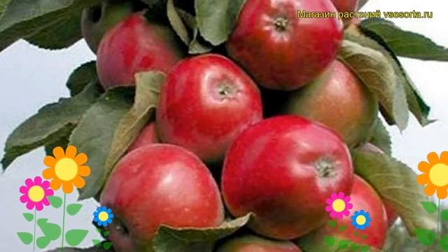 Яблоня колоновидная Валюта. Краткий обзор, описание характеристик, где купить саженцы