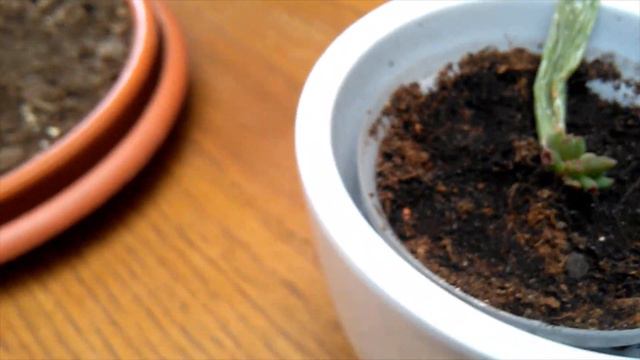 More Successful Succulent Propagations