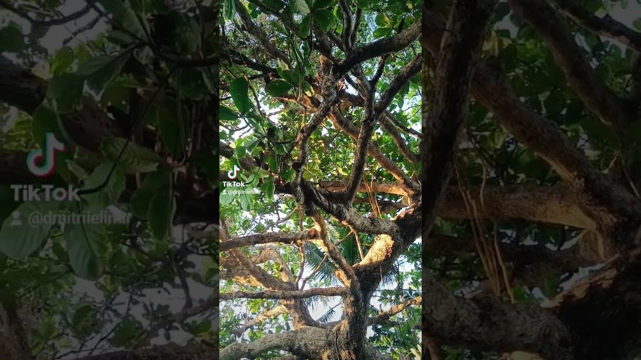 Unusual tree in the Philippines #tree #forest #jungle #pilipinas #philippines #beautifulplace смотреть онлайн