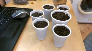 Выращивание лавра из семян.