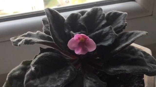 Бархатная фиалка смотреть онлайн