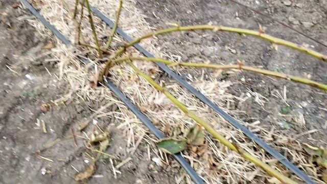 Обрезка ежевики весной.