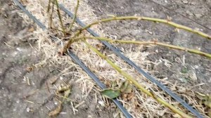 Обрезка ежевики весной.