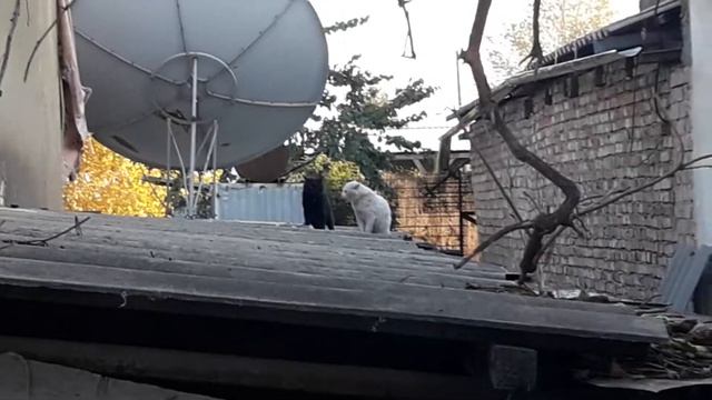 Вроде не весна а коты дерутся. смотреть онлайн