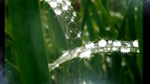 Белая лебедь подруга весны.