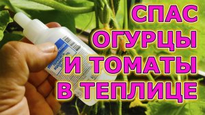 Спас без химии огурцы и томаты в теплице от болезней! Собираю ведрами на даче урожай каждый день!