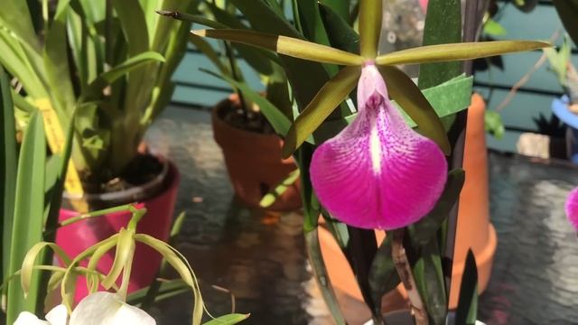 Короли и королевы мая 2021| Орхидеи мильтониопсис, ванда, каттлеи и др. Цветение орхидей. смотреть онлайн