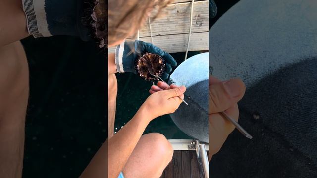 Как правильно открыть морского ежа. смотреть онлайн