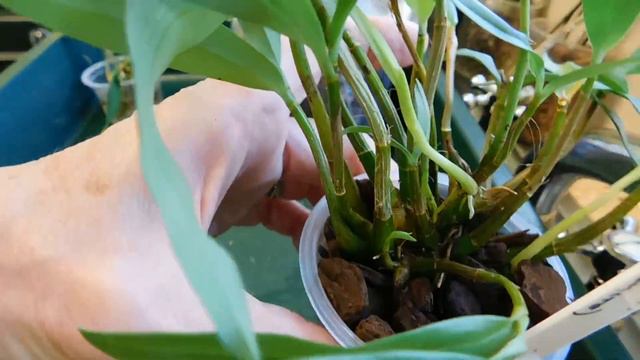 Dendrobium kingianum : all these will still stay isolated from my own collection. смотреть онлайн