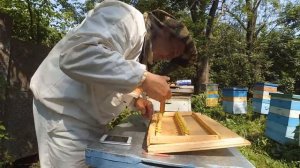 Как делать семью воспитательницу и прививать на неё новых пчелиных маток!