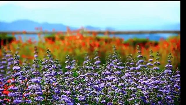 Шалфей лекарственный