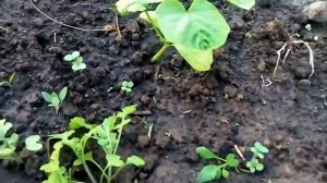 Кабачки, тыквы на грядке. Совмещенные посадки.