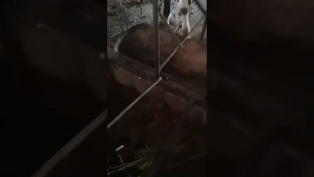 Я-Фермер! Разведение бычков(Крс) смотреть онлайн