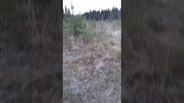 воробьиный сычик смотреть онлайн