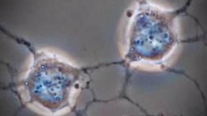 Взаимодействие двух нейронов