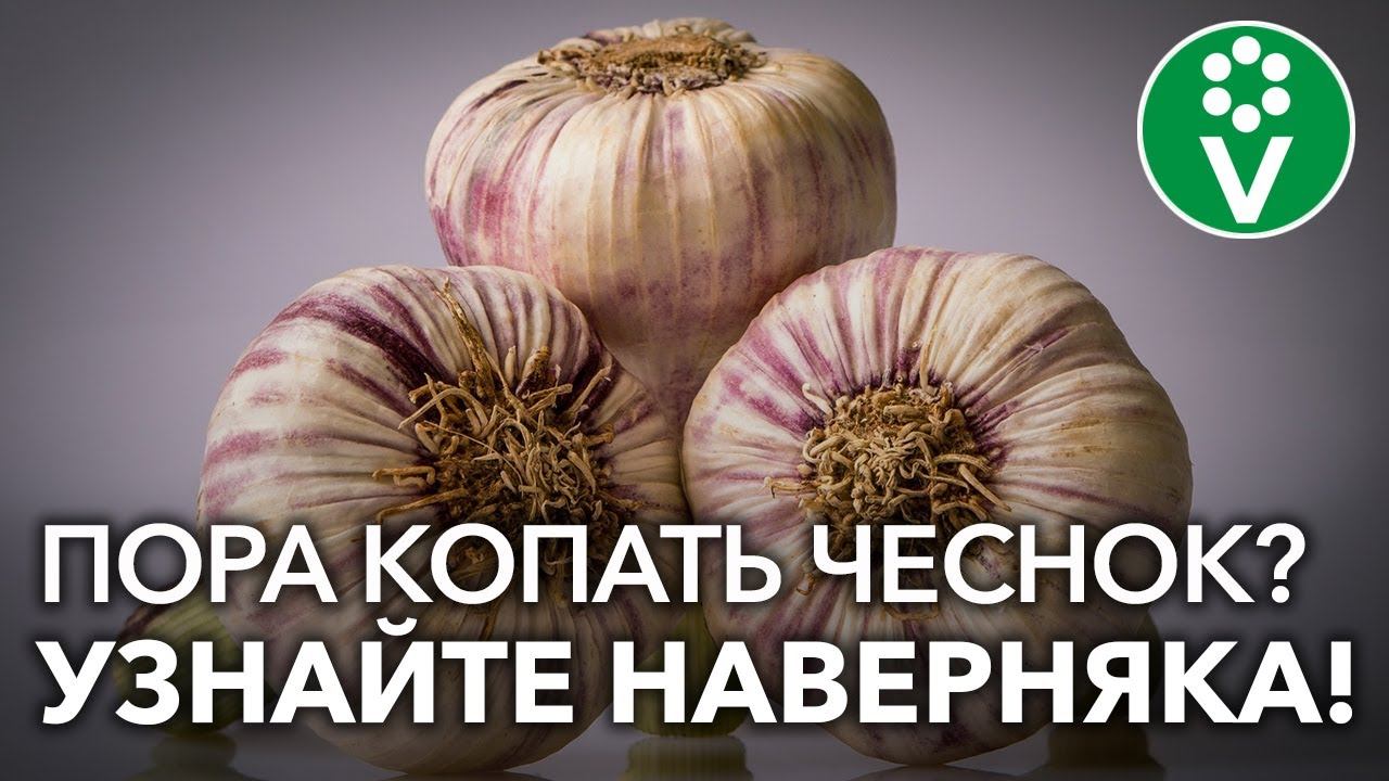 Когда убирать чеснок? 3 верных признака готовности чеснока! смотреть онлайн