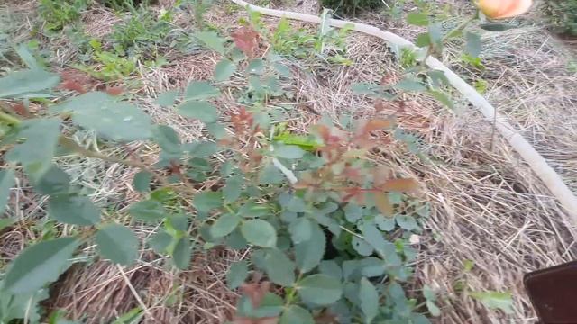 Роза Леди оф Шалот (Lady of Shalott) - из питомника Бутримовых смотреть онлайн