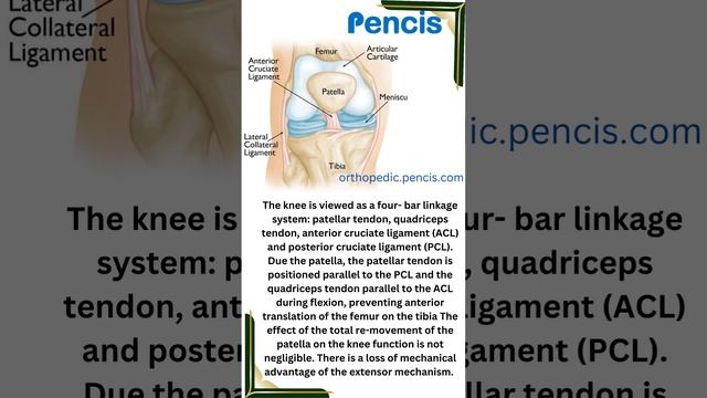 The patella plays an essential role in the extensor mechanism of the knee смотреть онлайн