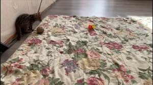 Азиатский леопардовый кот Лайк