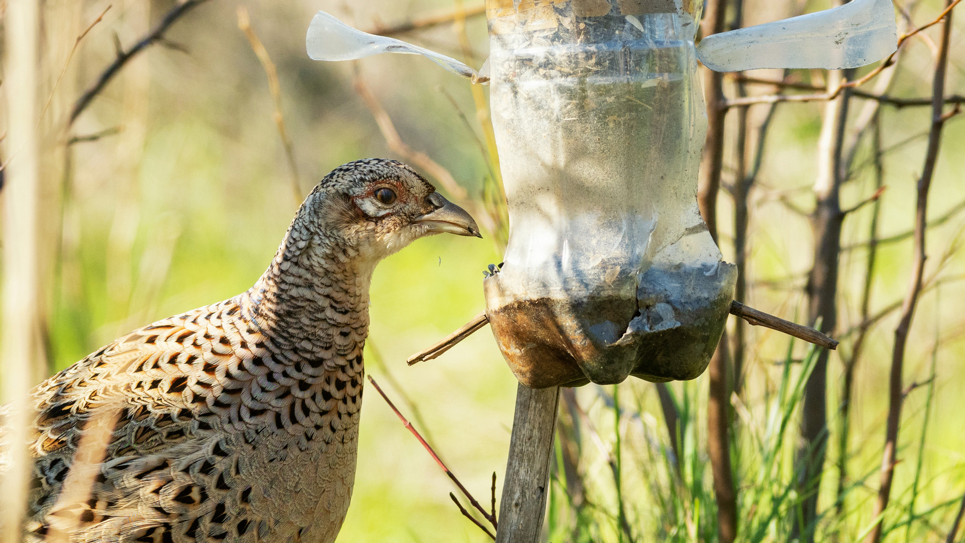 Видео-загадка. Что за птица "озвучивает" этот ролик? Ответ в конце ролика. смотреть онлайн