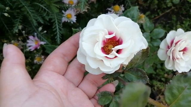 Роза брайдсайд \ Rose Brideside смотреть онлайн