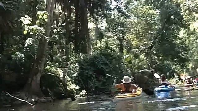 № 1204 USA Florida Kayaking по реке в джунглях Флориды смотреть онлайн