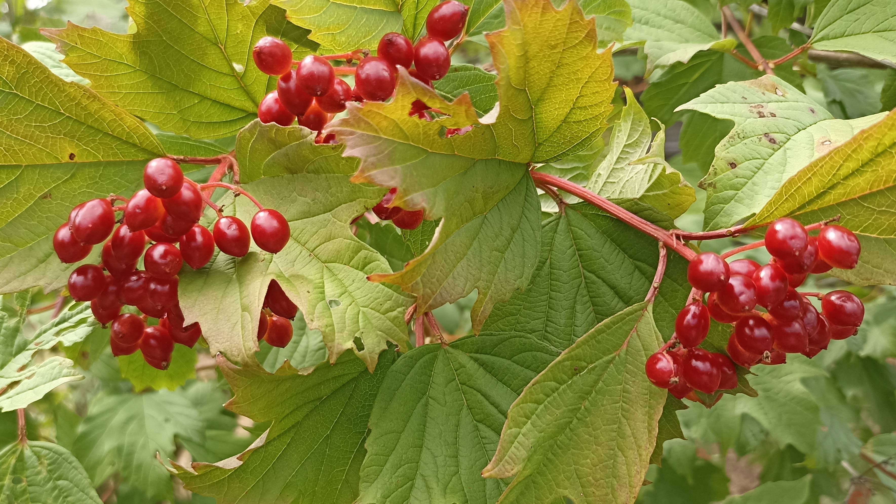 Куст калины.