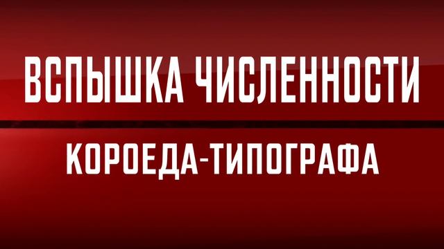 Уничтожение жука короеда смотреть онлайн