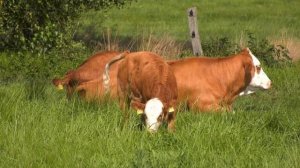 Звук сельскохозяйственных животных Корова Свинья Лошадь Буйвол