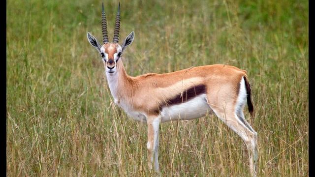 Звуки газели животного.Sounds Of A Gazelle (animal).