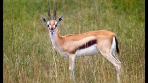 Звуки газели животного.Sounds of a gazelle (animal).