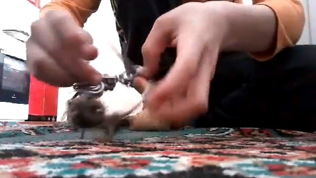 Борьба Дзюдо Отличная схватка смотреть онлайн