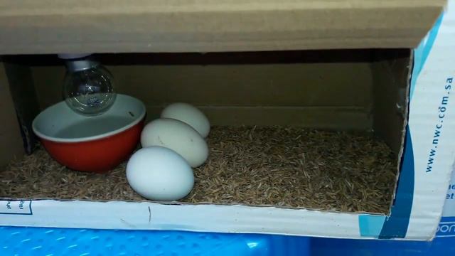 How to Make an Egg Incubator at Home Cardboard Box Egg Incubator Egg Hatched смотреть онлайн