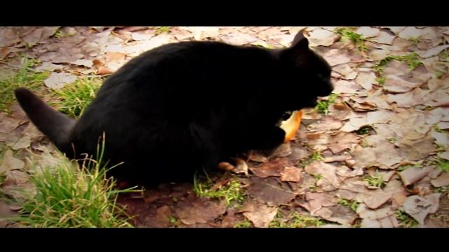 Прогулка по зимнему острову. Запорожье.Остров Хортица. смотреть онлайн