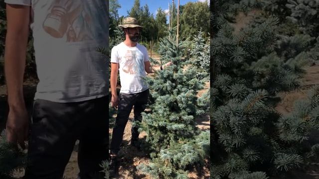 ЛУКАШ, ТОМЖИНСКИ-МЛАДШИЙ??- презентация Picea pungens Schovenhorst смотреть онлайн