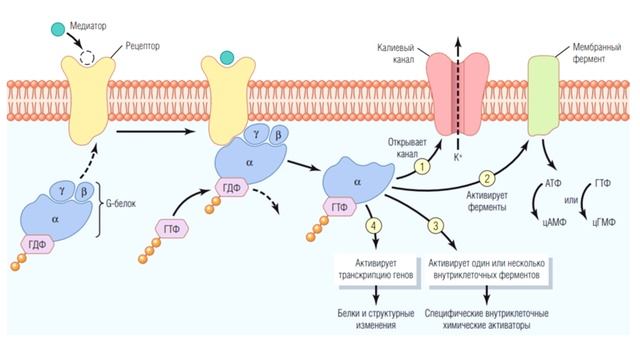 Лекция 16. ЦНС. Нормальная физиология смотреть онлайн