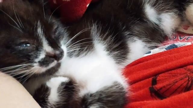 Маленький котёнок плакал как ребёнок ,его глаза были наполнены слезами, он никогда не будет счастли смотреть онлайн