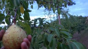 Сорт отличных вкусовых качеств /Груша  ГЕНЕРАЛ ЛЕКЛЕРК