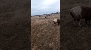 Содержание баранов, овец и ягнят мой опыт.