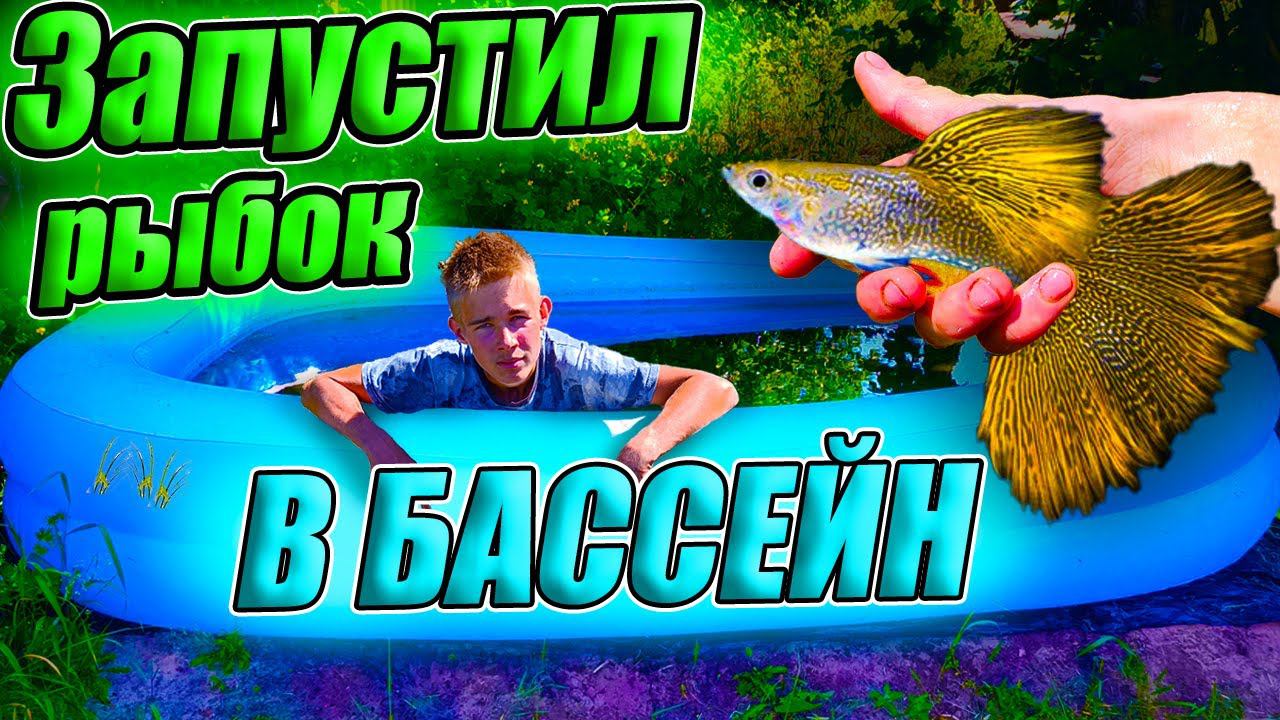 Запустил гуппи и сомиков в бассейн! Акватеплица "полна растений!" смотреть онлайн