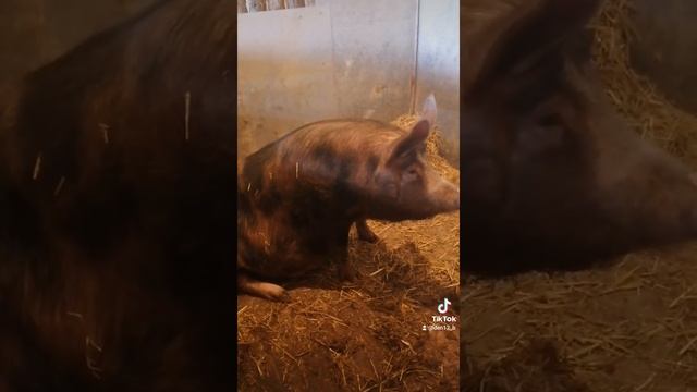Супоросная свинья смотреть онлайн