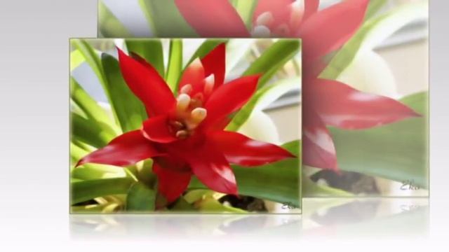 Я в гостях у лета песня на стихи Нины Хачатурян, музыка и исполнение Виктора Бекка+видео смотреть онлайн