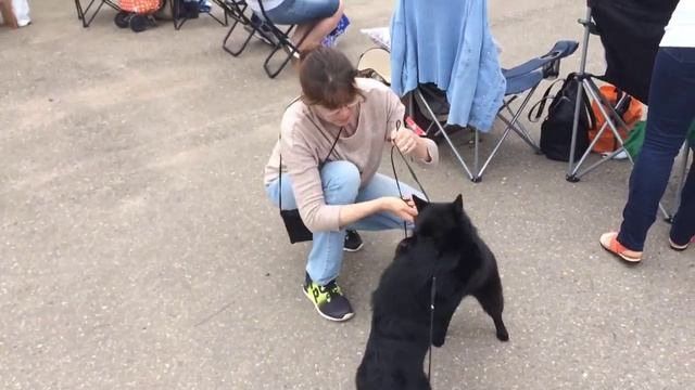 Как приготовить шипперке к выставке / How to prepare schipperke to a dog show смотреть онлайн