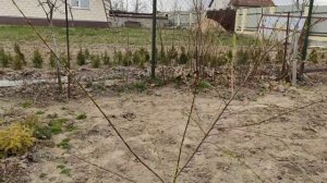 Формируем иву Хакуро-Нишики деревцем на штамбе.