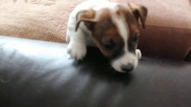 девочка - домашний любимец. смотреть онлайн