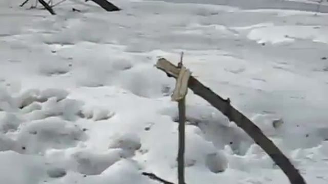 ВИШИНСКИЙ ЗООФИЛ ! ПРИКОЛ! смотреть онлайн