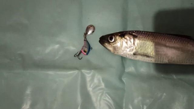 Дунайская селёдка на Днестре / Вечерняя рыбалка во время дождя 13.06.2021 смотреть онлайн